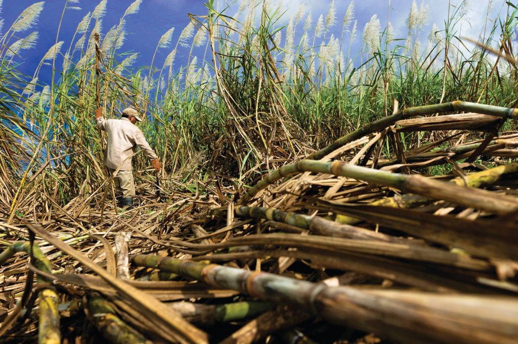 vegan sugar cane